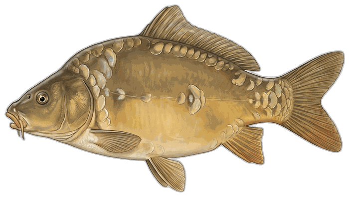 Ribnjačarski šaran