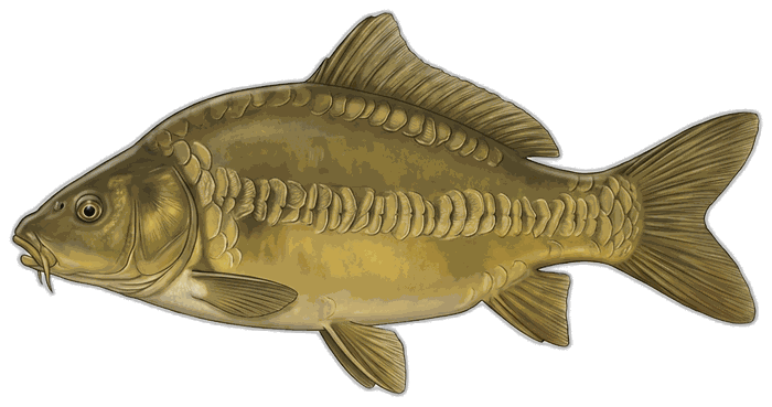 Dvorednoljuskavi šaran